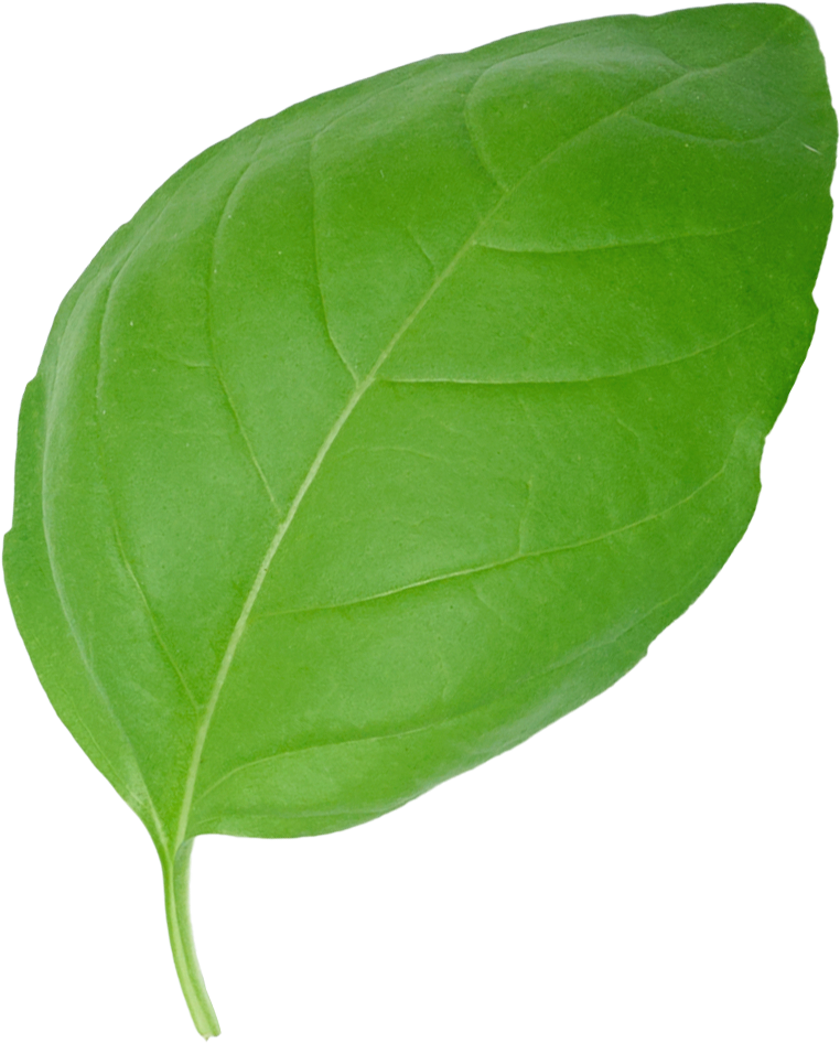 Manjericão